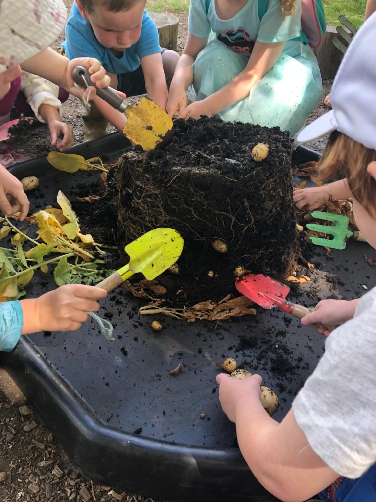 growing potatoes in containers