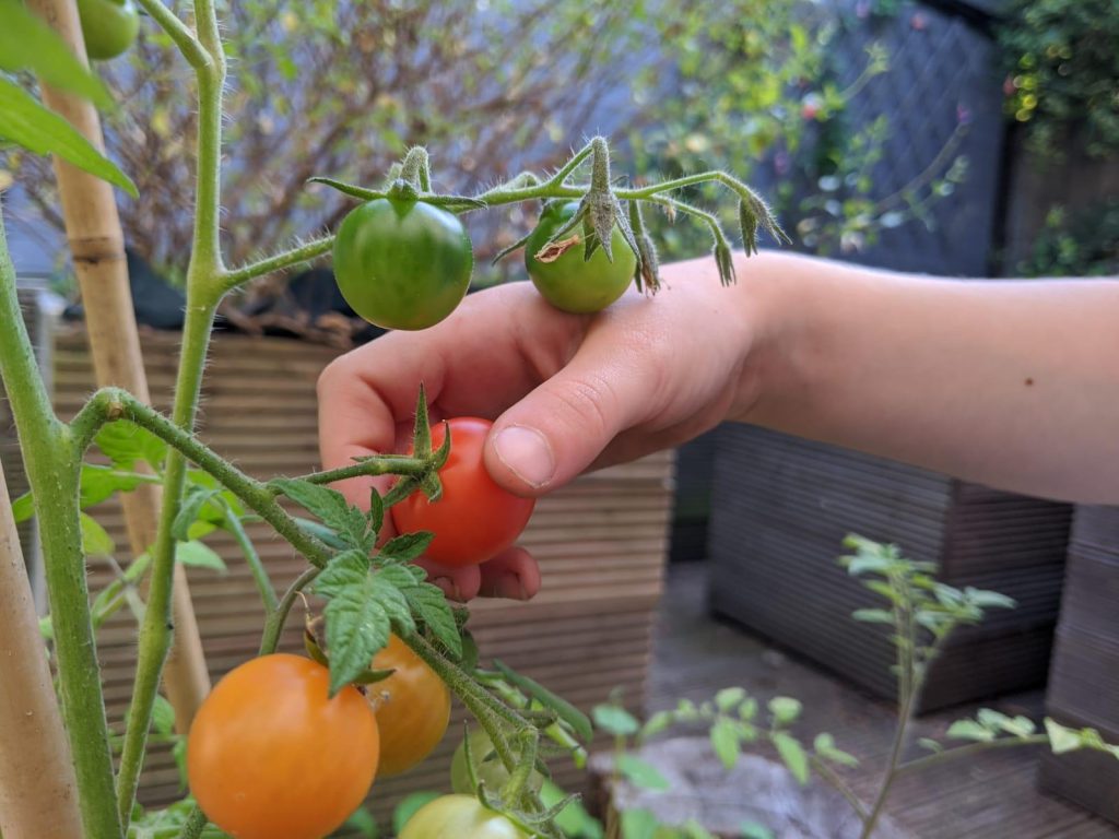 Grow veg in a small space