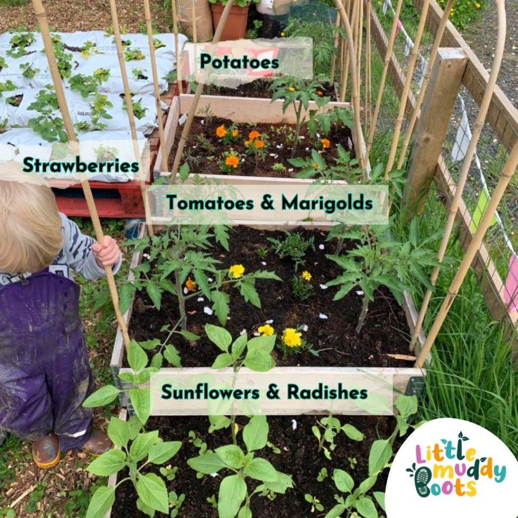 Raised beds
