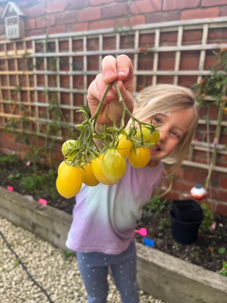 growing tomatoes
