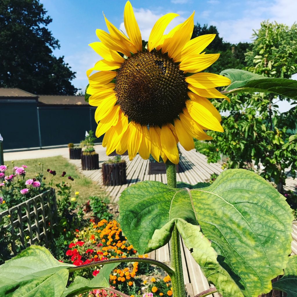 Sunflower head