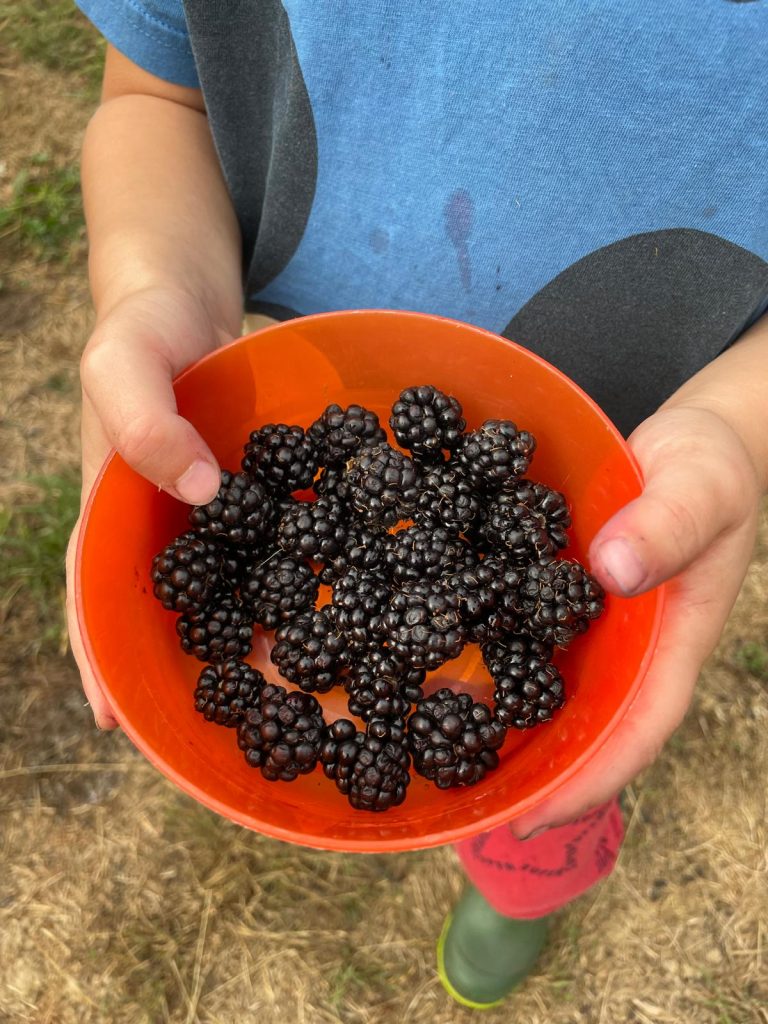 Pack berries for a yummy summer picnic