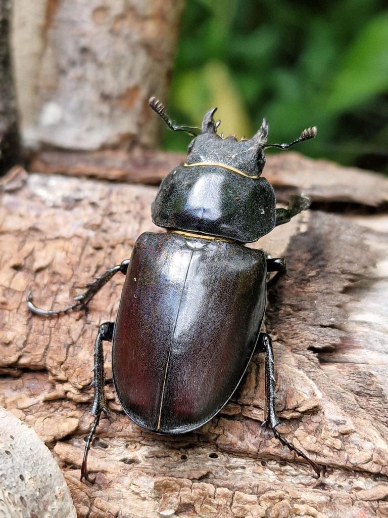 outdoor challenge activity - spot a beetle