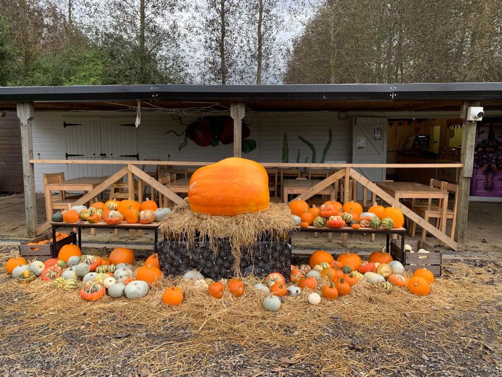 pumpkins at lotmead farm