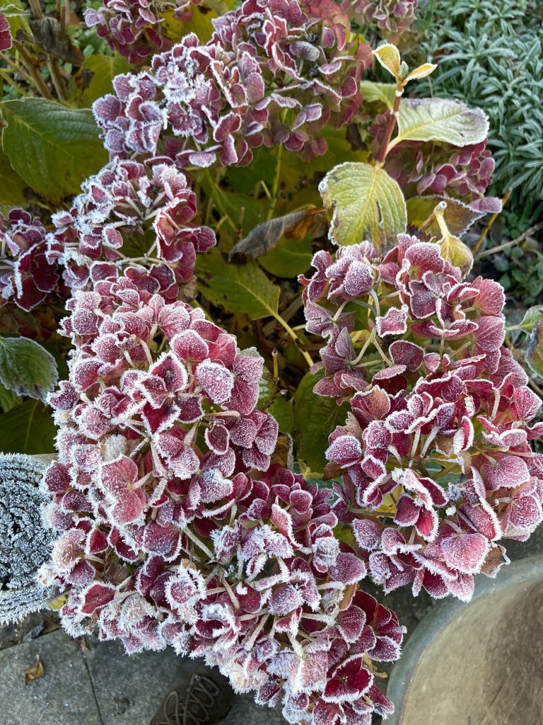 Winter flowers